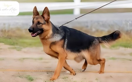 How the German Shepherd’s Temperament Has Evolved Over Time