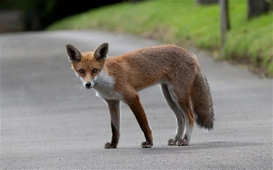 Top 5 Facts About Fox Symbolism