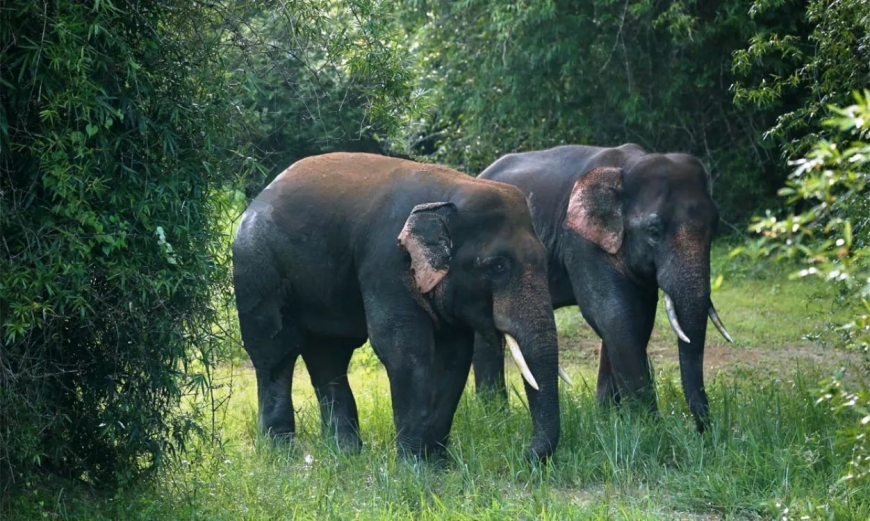 Explore the Stunning Wildlife Sanctuary in Odisha for Nature Lovers