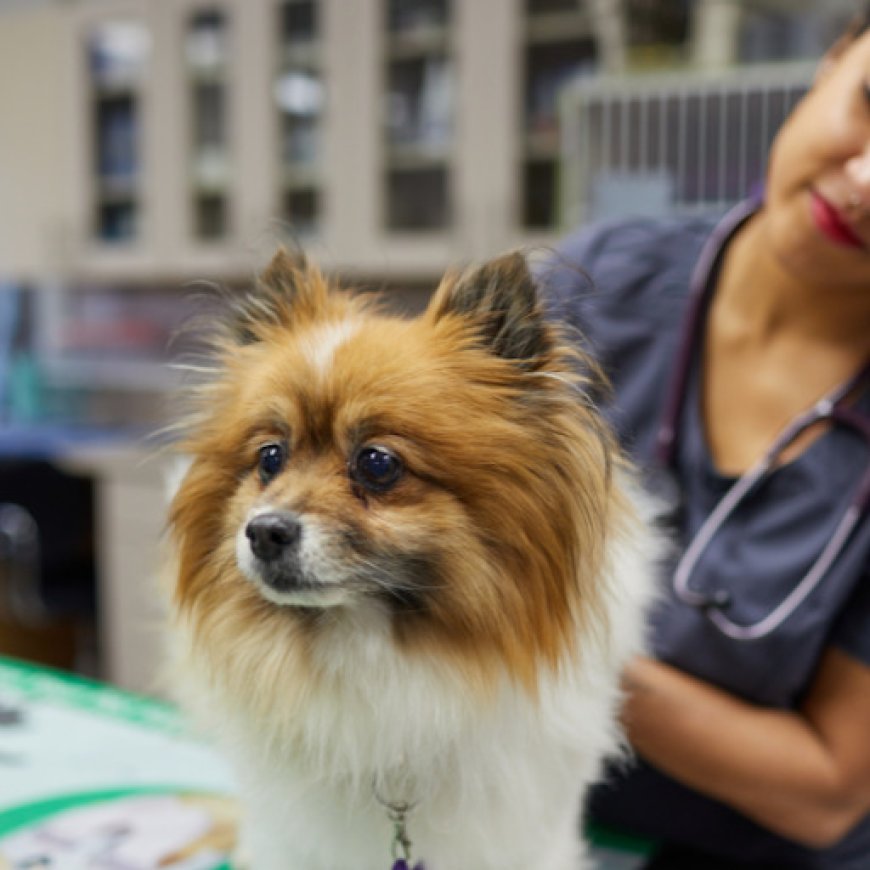 DEA License for Veterinarians: What It Is and Why You Need It