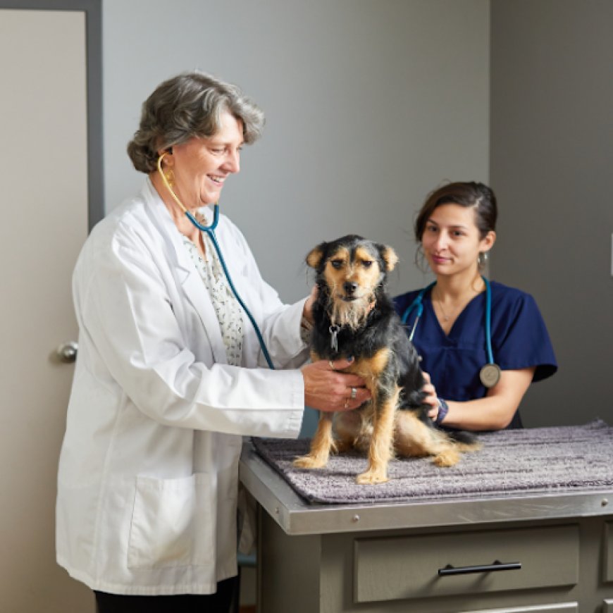 Vet Tech Skills Checklist for Exotic Animal Care