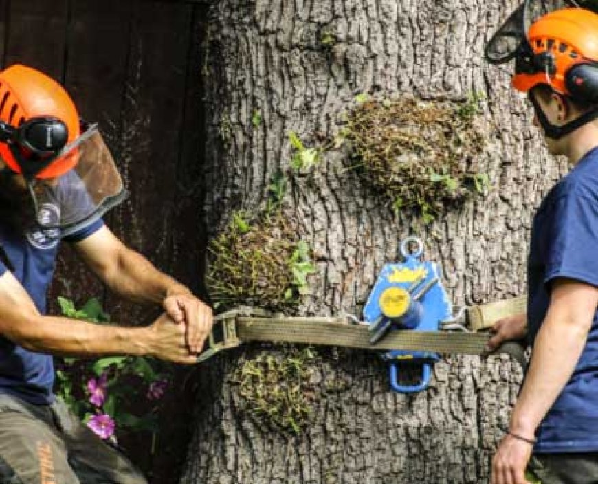 How to Choose the Right Hull Tree Surgeon for Your Needs