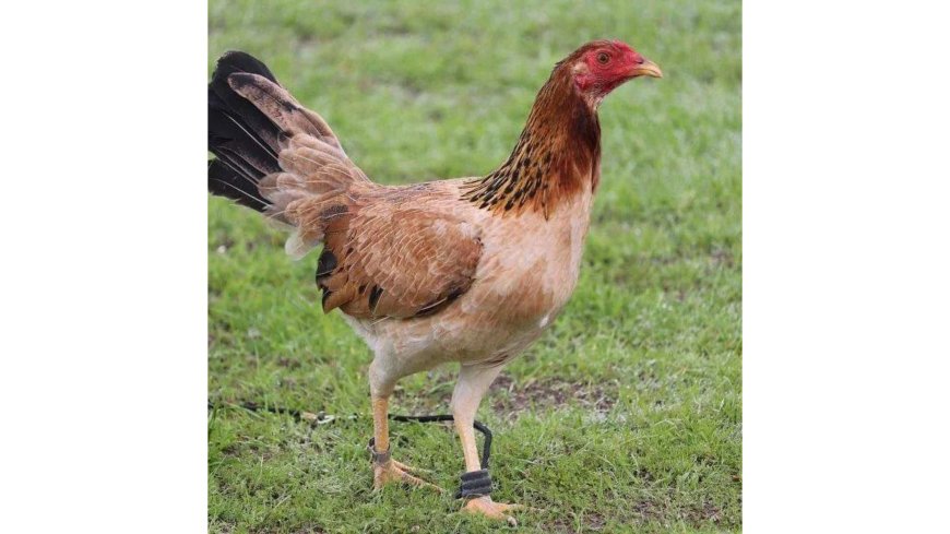 Shop Healthy Gamefowl for Sale Online for Backyard Farming