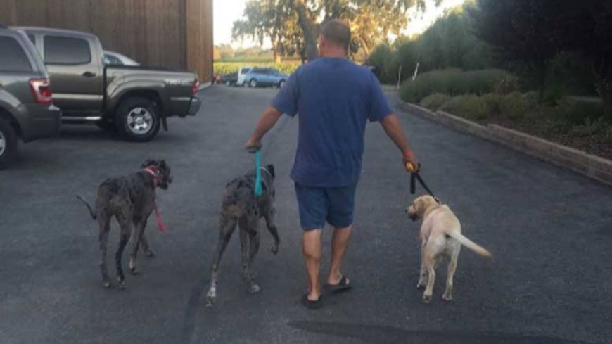 Why is Dog N Pooch the Top Choice for Dog Training in San Luis Obispo?