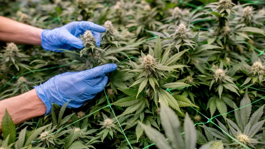 Can People Be Allergic to Weed? Symptoms, Causes, and What Science Says