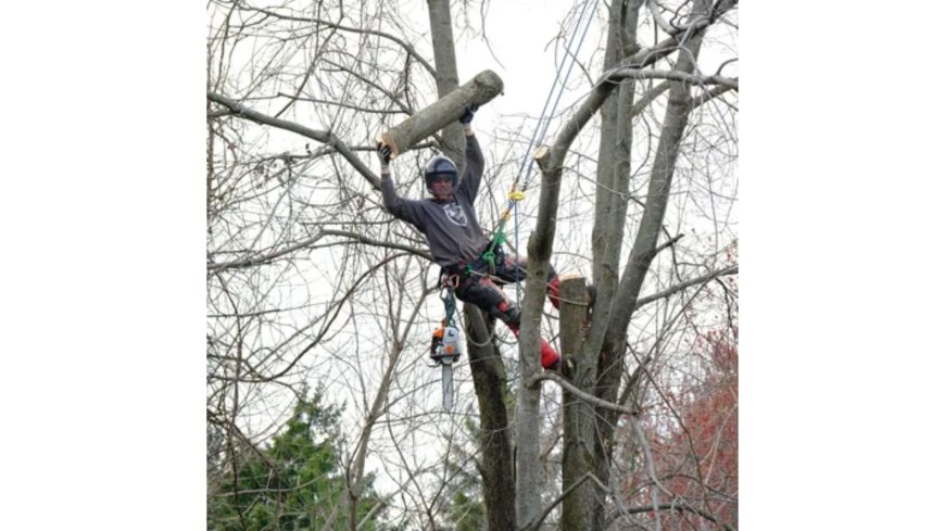 The Smart Way to Keep Your Yard Healthy with Expert Tree Care