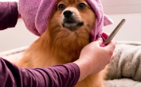 The Ultimate Guide to Dog Grooming in Tulsa: Everything You Need to Know