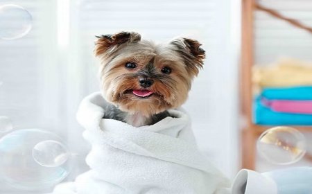 Top Grooming Products to Keep Your Dog Clean, Happy & Healthy at Home