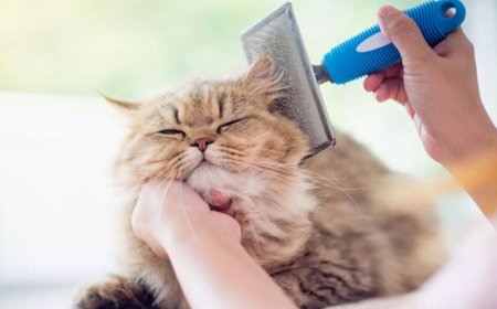Finding Real Expertise: My Experience with Cat Grooming