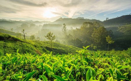 Car rental in Berhampur