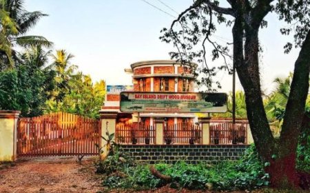 Bay Island Driftwood Museum: A Living Tribute to Nature in the Heart of Kottayam