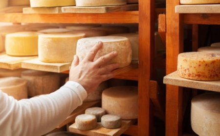 Setting Up a Cheese Manufacturing Plant Report: Cost Estimation and Business Plan