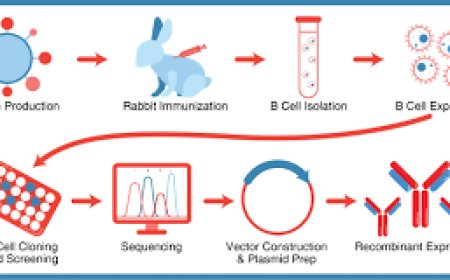 Rabbit Polyclonal Antibodies