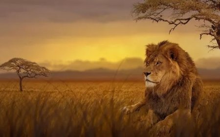 Why Is Lion Symbolism a Sign of Pride and Authority?