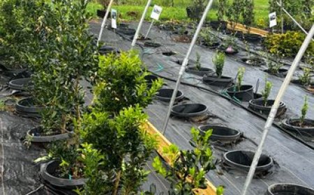 Landscape Supply Store Rockwood TN – Caney Creek Nursery
