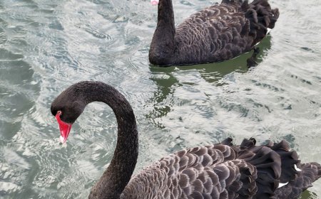 Website Design in Williamstown: Creating Digital Excellence for Melbourne's Historic Waterfront