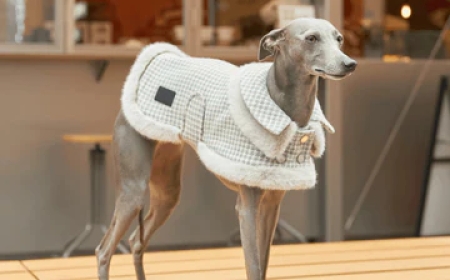 Warm Your Dog: Best Large Winter Dog Coats