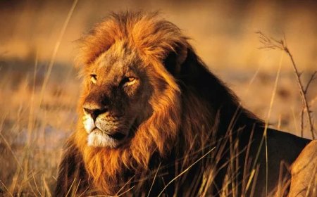 50 Lion Quotes to Discover Life Lessons