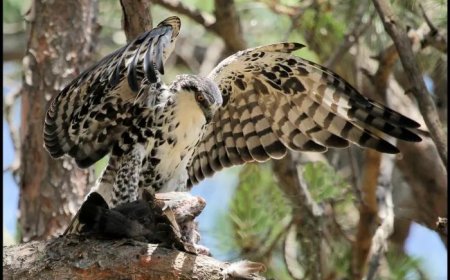 60 Eagle Quotes to Inspire Freedom and Vision