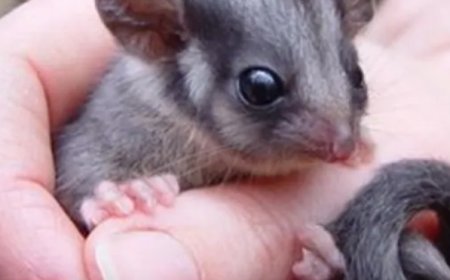 Protect Your Home and Garden with Expert Wildlife Management