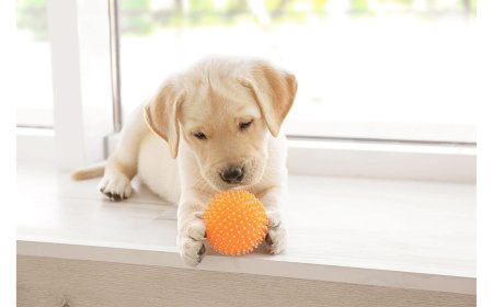 Puppy Skill Training in Oregon: Developing Strong Foundations Early