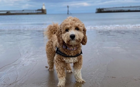 Poochon: A Playful and Loyal Family Dog