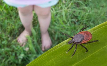 When Should You Schedule Tick Control in New Canaan for Best Results?