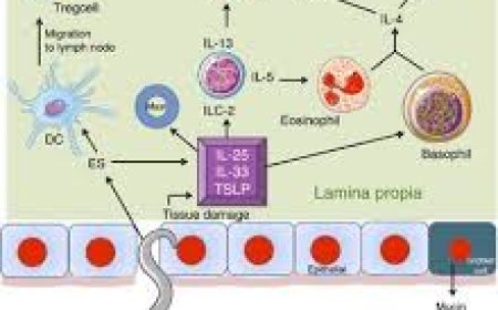 Iverhuman and Iverheal – Effective Antiparasitic Solutions