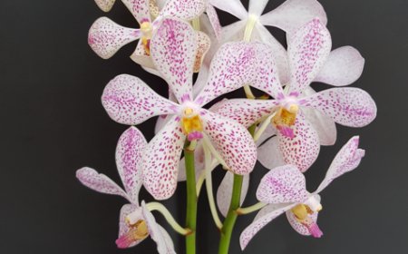 Discover Elegance with White Mokara Orchids Worldwide
