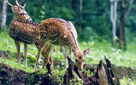 Manali Tour Package for a Perfect Himalayan Getaway