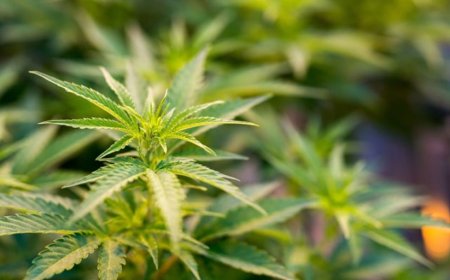 Are Cannabis Finance Companies Driving Innovation in Industry Financing?