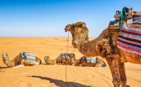 What Are the Top Things to Do on a Tunisia Desert Tour?