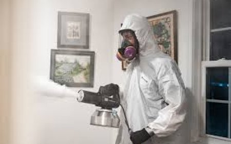 Best Odor Remover: Effective Solutions for a Fresh and Clean Home