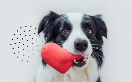 Why Should You Consider Buying Pet Insurance?