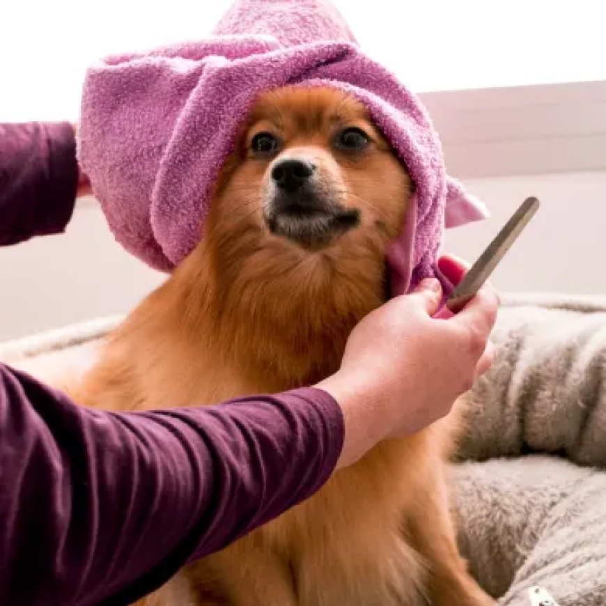 The Ultimate Guide to Dog Grooming in Tulsa: Everything You Need to Know