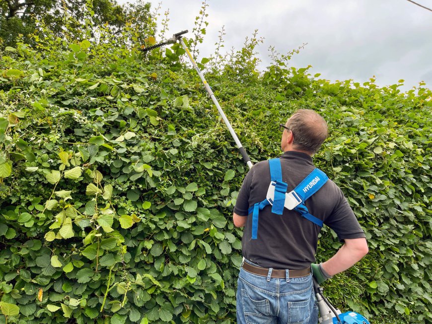 Expert Hull Tree Surgeon for Pruning, Felling & Stump Removal