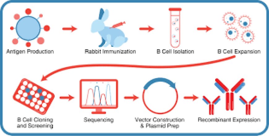 Rabbit Polyclonal Antibodies