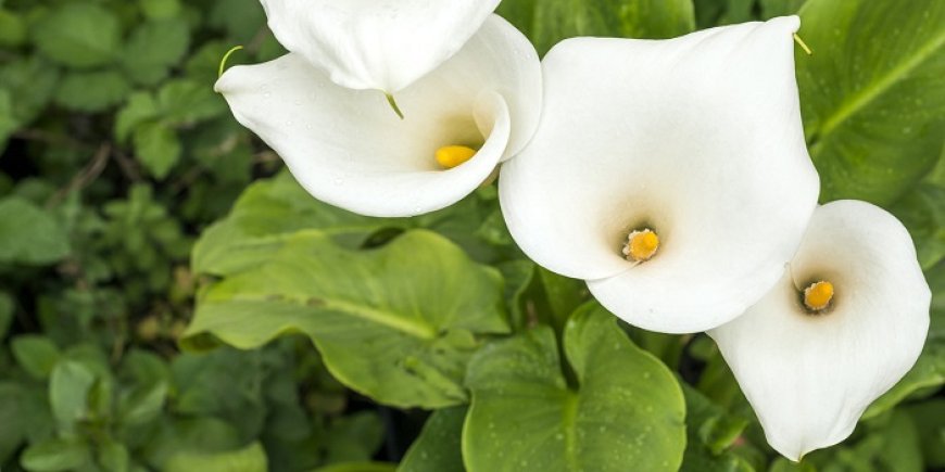 What Life Lessons Can Be Drawn from Lily Symbolism?