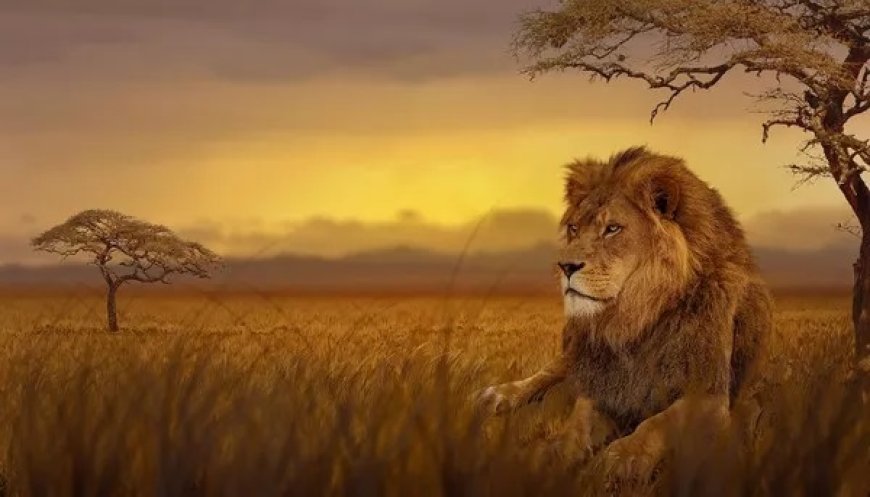 Why Is Lion Symbolism a Sign of Pride and Authority?