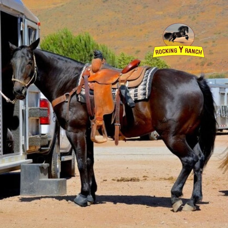 Horse Movers California: Safe & Stress-Free Transport