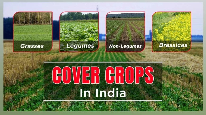 Explore the types of Cover Crops, their Benefits, and their uses