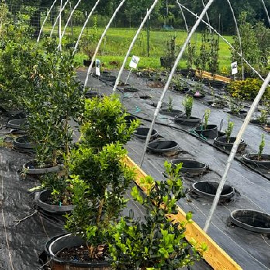 Landscape Supply Store Rockwood TN – Caney Creek Nursery