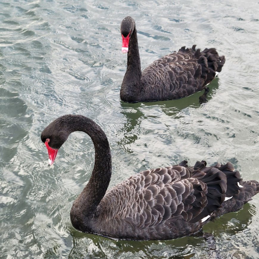 Website Design in Williamstown: Creating Digital Excellence for Melbourne's Historic Waterfront