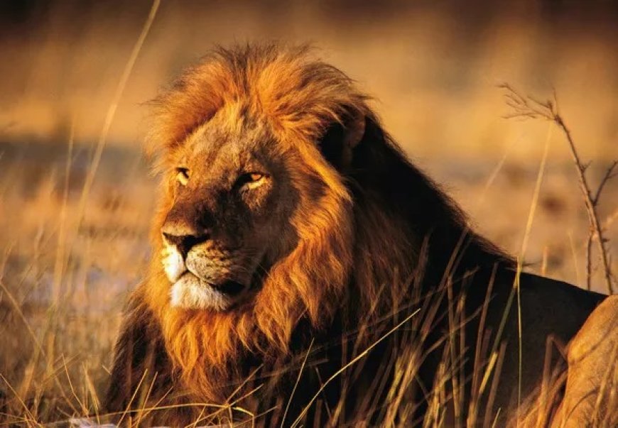 50 Lion Quotes to Discover Life Lessons