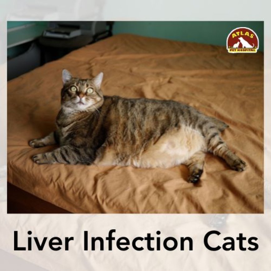 Have a Look at This Complete Guide to Cats with Liver Disease