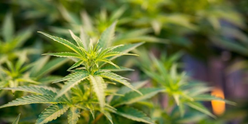 Are Cannabis Finance Companies Driving Innovation in Industry Financing?