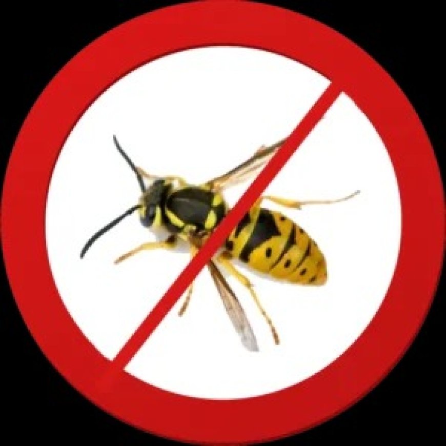 Maintaining a Pest-Free Home in Melbourne’s Western Suburbs