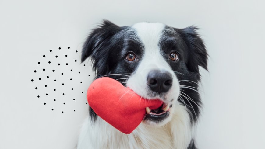 Why Should You Consider Buying Pet Insurance?