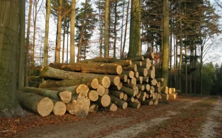 Blandved – Ett prisvärt alternativ till Björkved