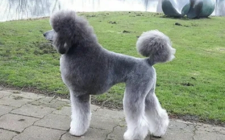 Trending Poodle Grooming Styles for a Fresh New Look
